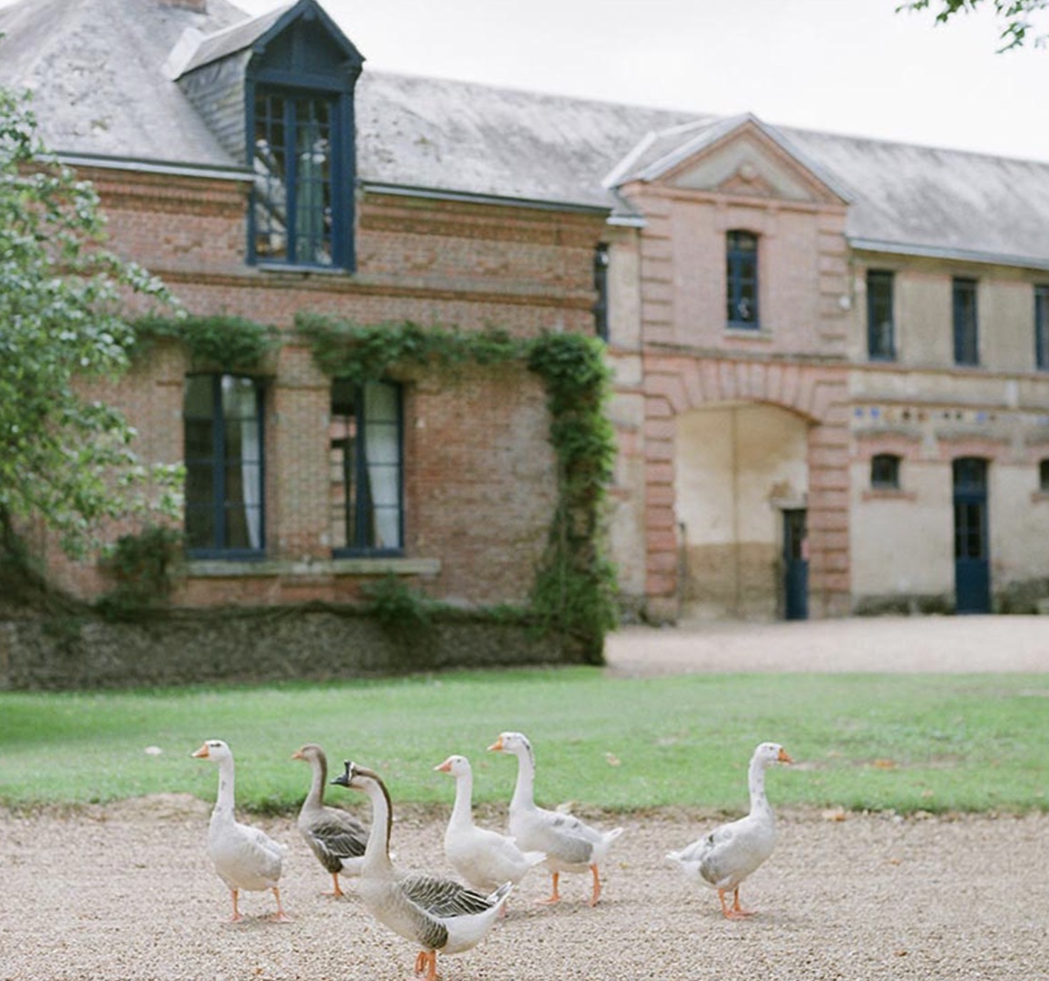 A gaggle of geese crossing the gravel in front of the brick outbuildings