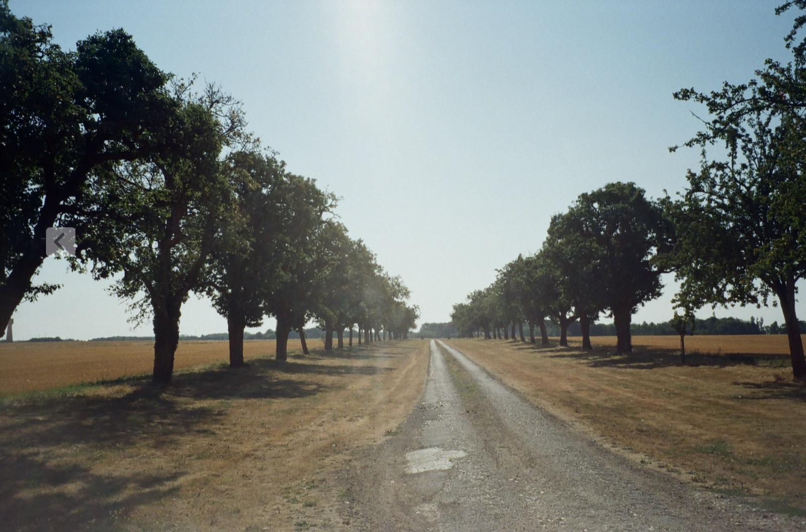 A long straight dirt drive running to the horizon between two rows of mature trees, with open fields either side